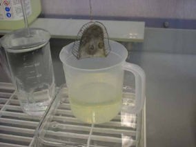 処理剤をホロクリンMRに浸漬します。